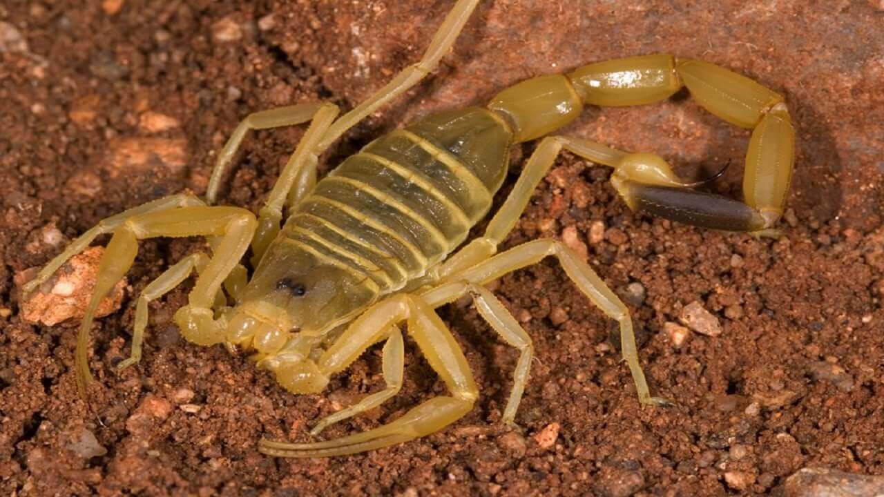 Death Stalker Scorpion
