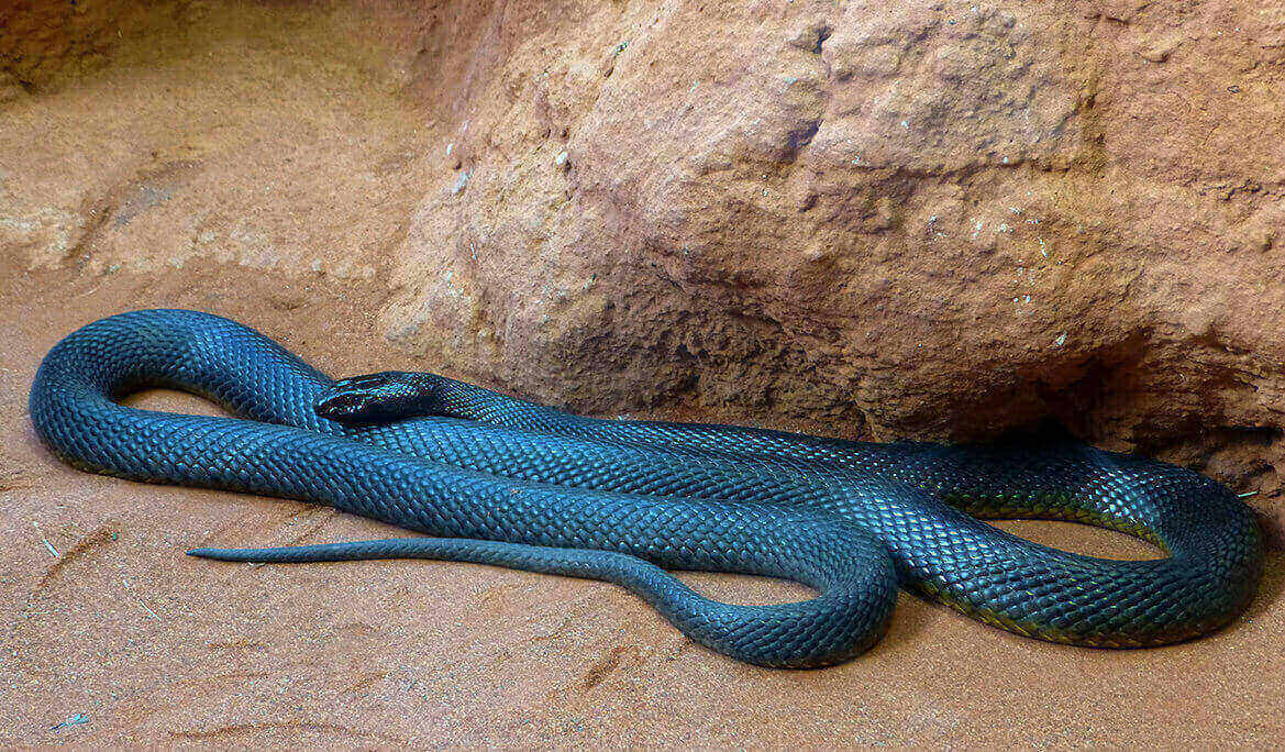 Inland Taipan