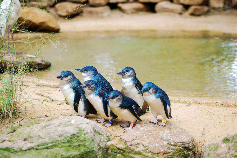 Little Penguins