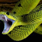 top-10-poisonous-animals-world-2