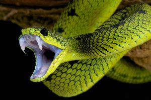 top-10-poisonous-animals-world-2