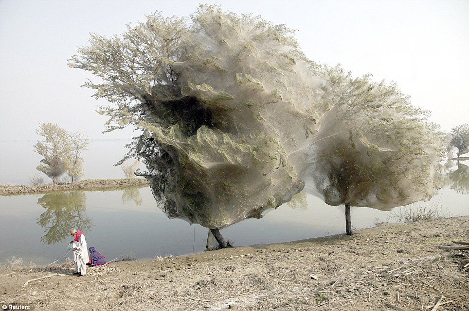 The Ghost Trees in Pakistan.