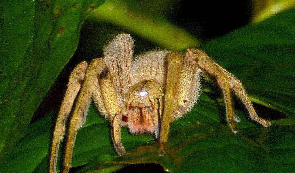 brazilian-wandering-spider