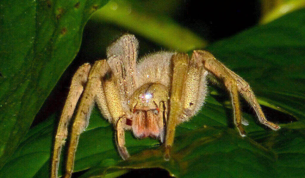 brazilian-wandering-spider