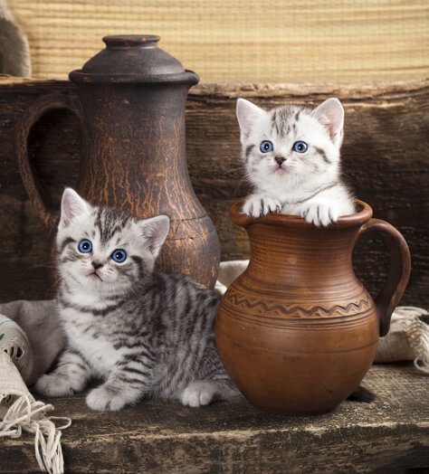 top-10-cutest-animals-on-earth