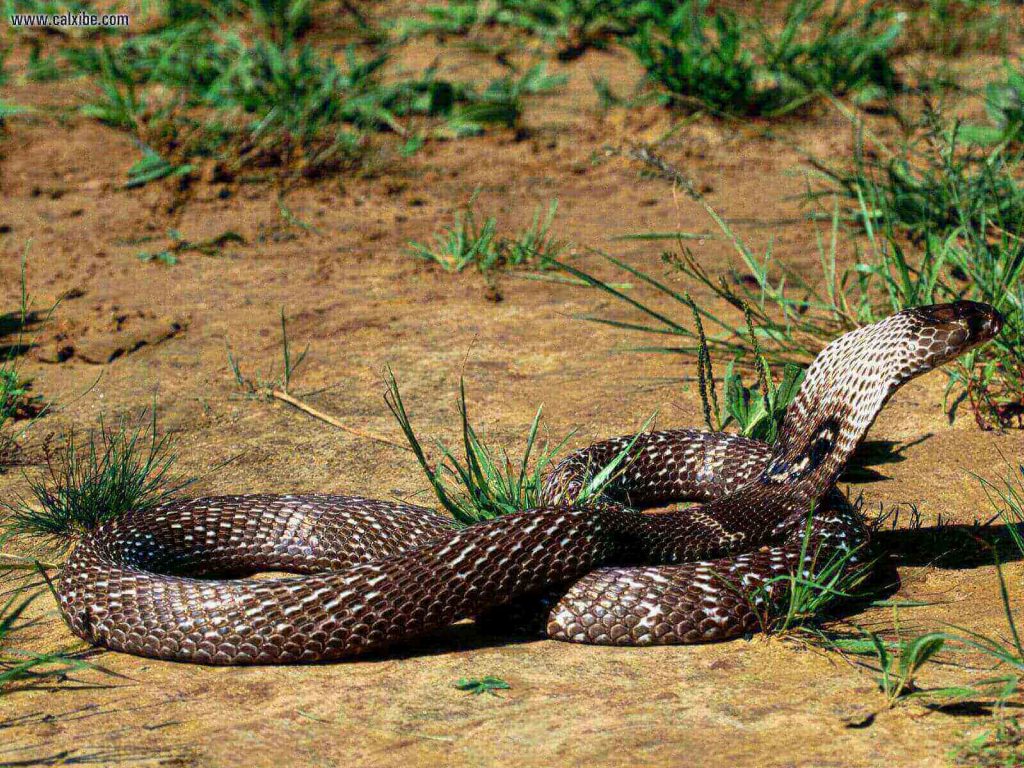 king-cobra-snake