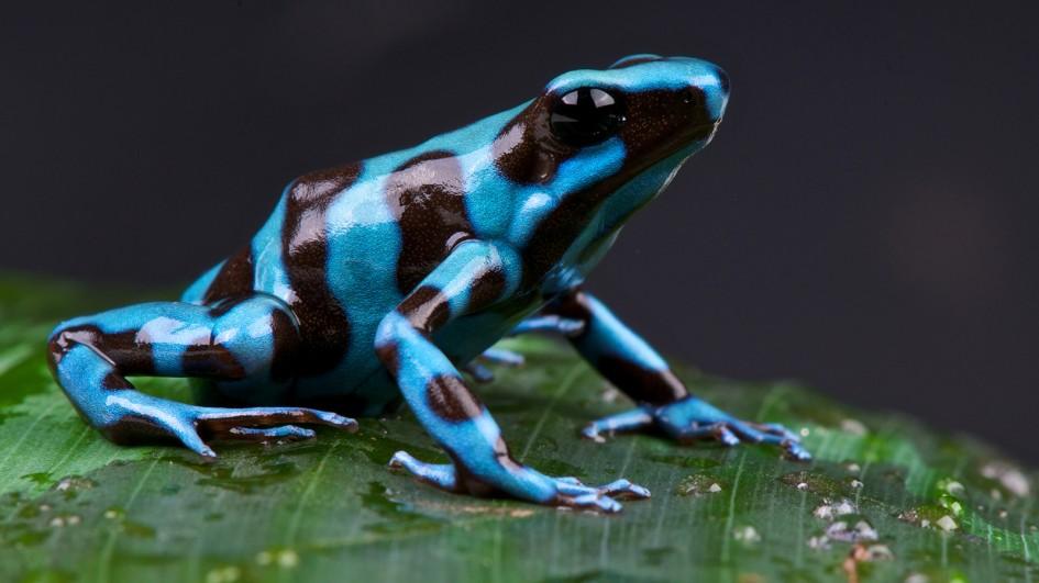 poison-dart-frog-blue