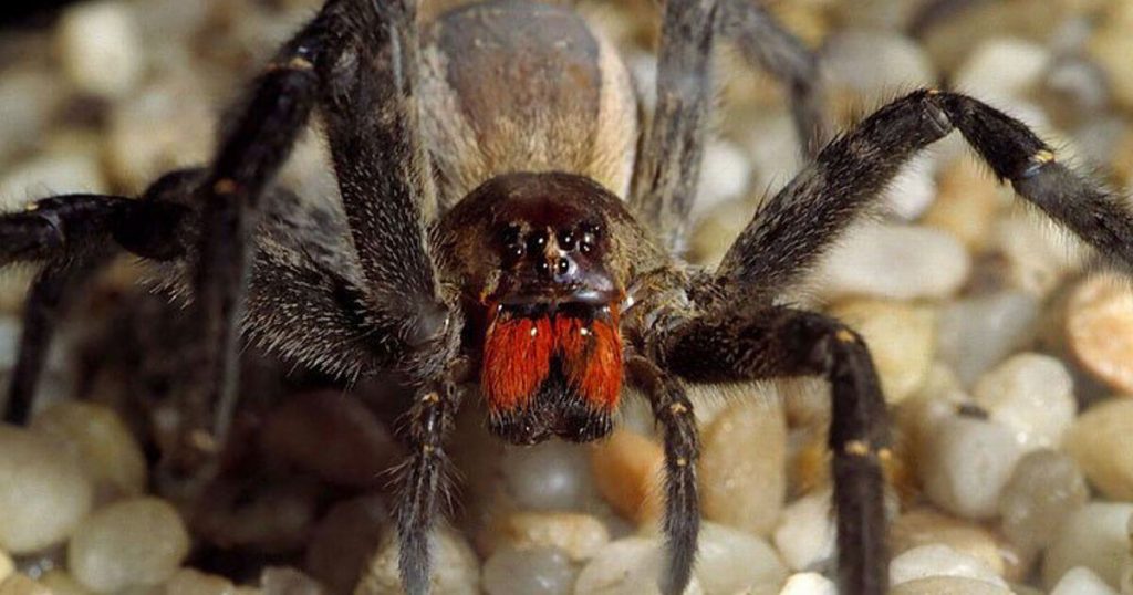 Brazilian-wandering-spider