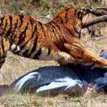 top-10-dangerous-animals-in-the-world