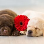 top-10-cutest-small-dog-breeds-on-the-planet