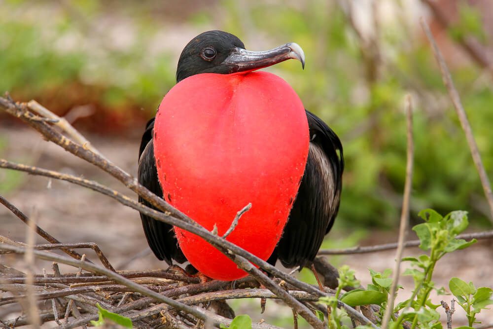 Frigate Bird