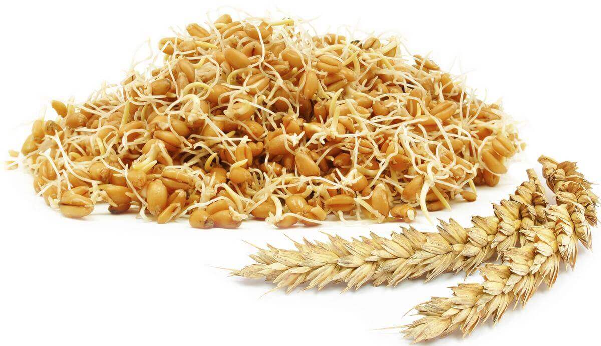 Wheat germ