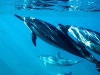 10-fastest-aquatic-animals